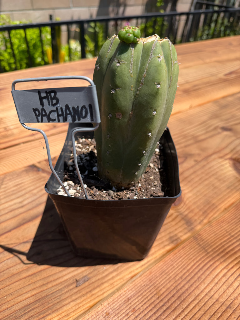 T pach “Huntington Beach Pach” aka “Surf City Pach” (Well Rooted in 5.5” Pot)
