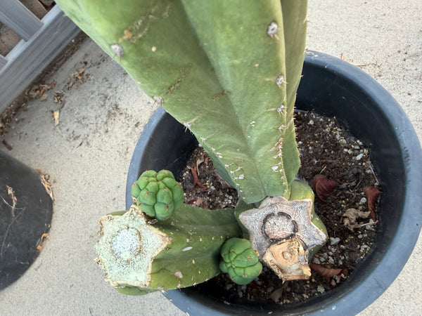 T pach “Huntington Beach” (HBP) (Large Mother Plant Well-Rooted in 5 Gal Pot)