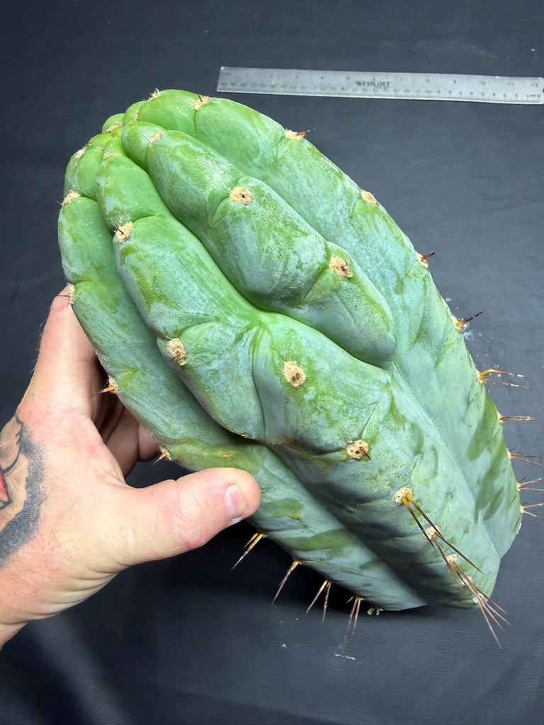 T peru (Ivan x Sharxx) “Grandma Betty” (13” Tip Cutting) (Rare Release)