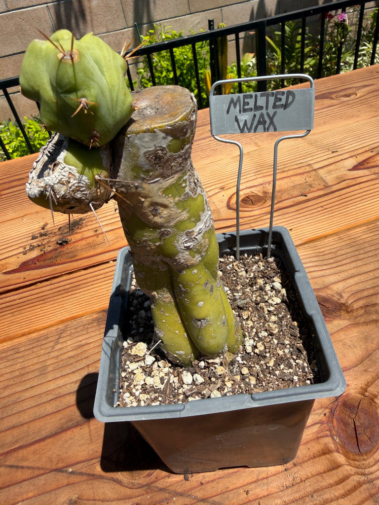 T bridge "Melted Wax" (Well Rooted in 5.5” pot) (1)