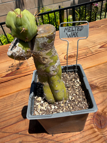 T bridge "Melted Wax" (Well Rooted in 5.5” pot) (1)