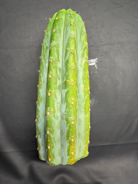 T peru "Atreyu" (Icaro Pheno 3) (13” Tip Cutting) (Rarely Released!)