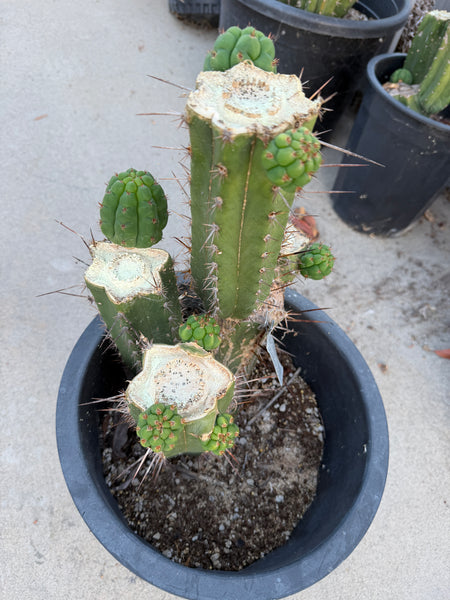 T pach x T bridge "American Jesus” (Lima x Bonita) (Large Mother Plant Well-Rooted in 5 Gal Pot)
