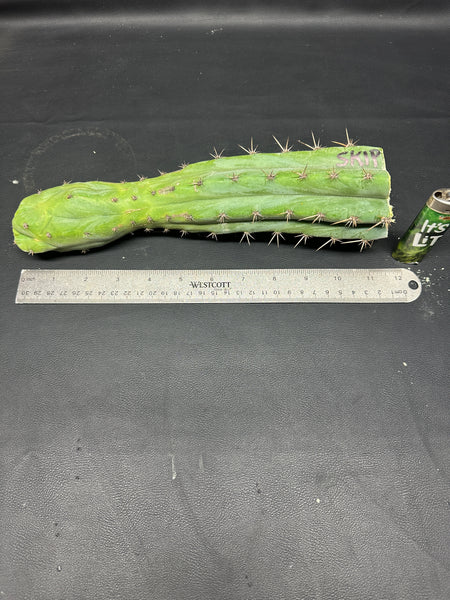 T pach "Campground" aka "Skip" (11.5” Tip cut)
