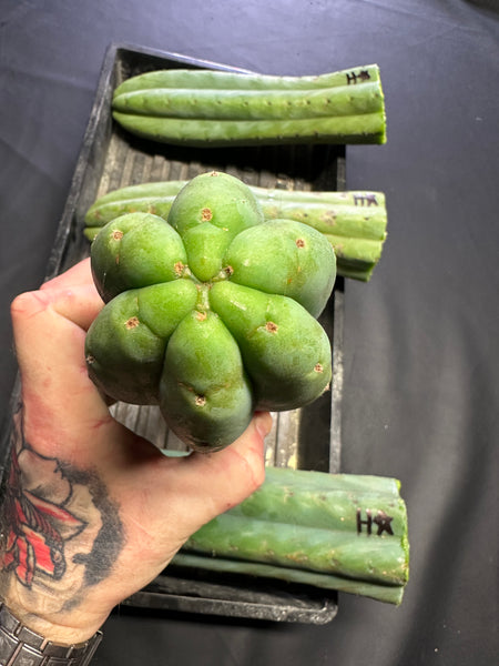 T pach "Huancabamba" (Star) (10-11” Tip cuttings)