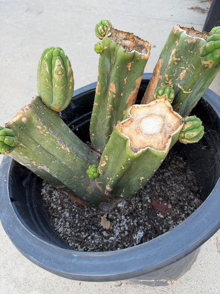 T pach "Soozy" (Large Mother Plant Well-Rooted in 7 Gal Pot)