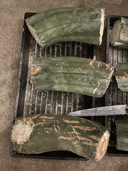 T peru "Short Spine Peru" aka “Fastest” (from Verne) (10-11" MID cuttings) (Slightly beat up, discount cuts)