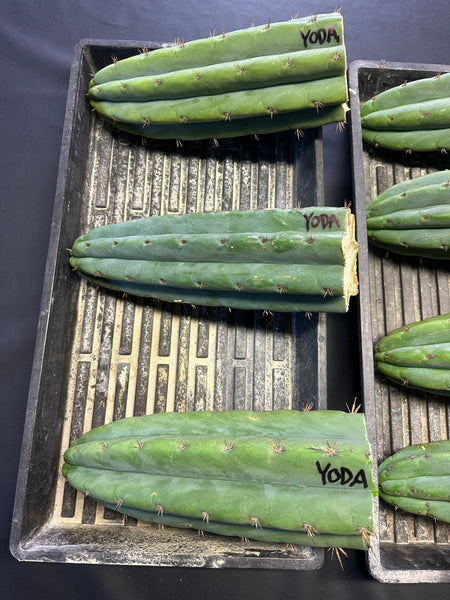 T pach "Yoda" (AUS) (10-11” Tip cuttings) (FAT)