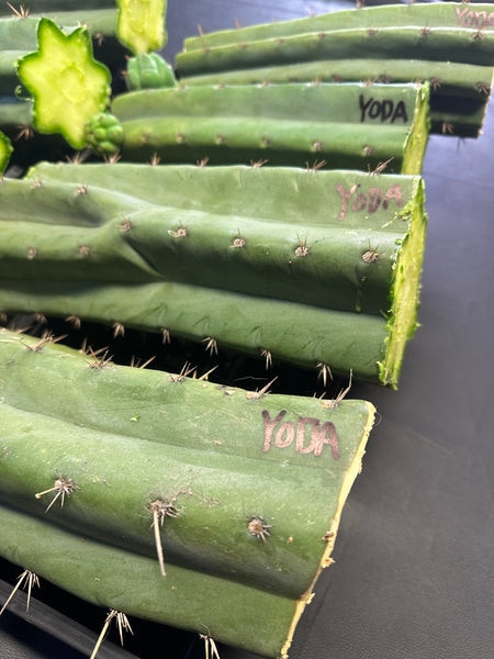 T pach "Yoda" (AUS) (10-11” MID cuttings) (FAT)