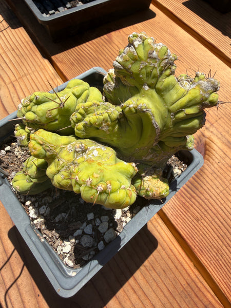 T bridge “TBMC” (Mutant) (Well Rooted in 5.5” pot) (1)