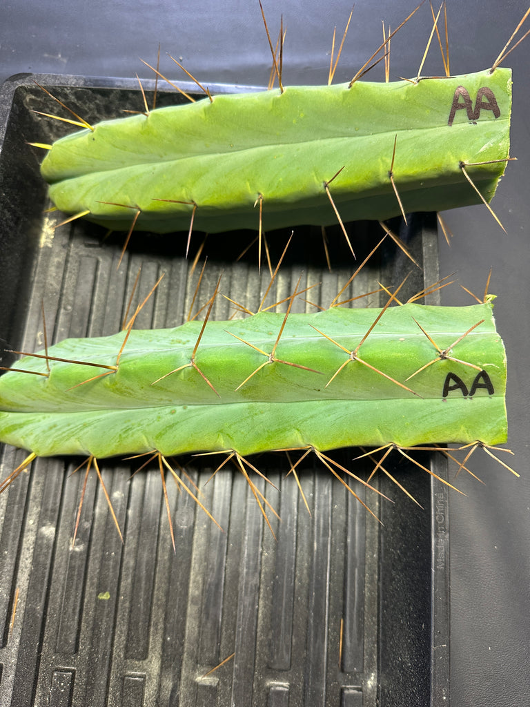 T bridge “Arid Art” (10-11” Tip cuttings)