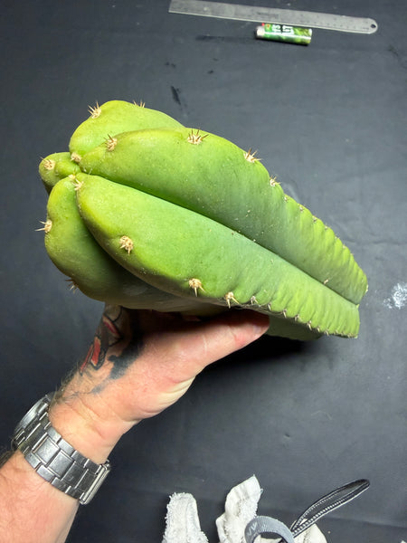 T scopuIicola "SCG16" (13” Tip cutting)
