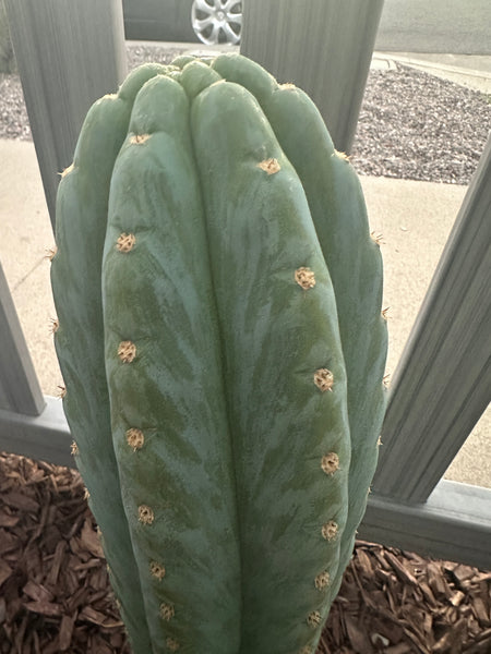 T peru “Doc Ellis” x T peru ”Serra Blue” SEED