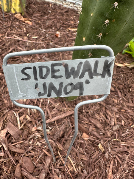 T peru "Sidewalk" (JN09) (10-11" Tip Cutting)