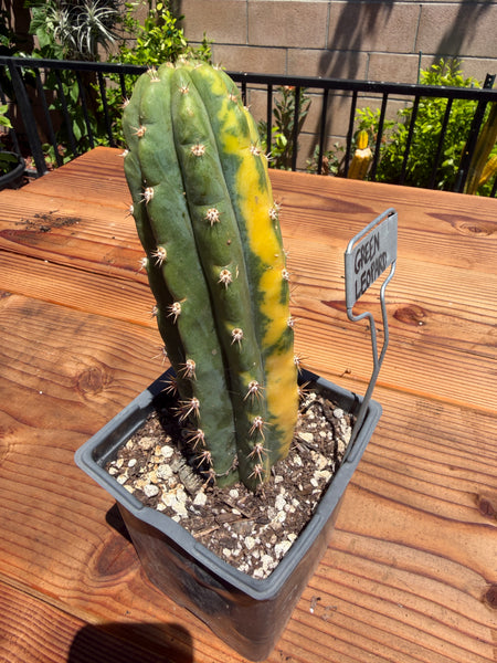 T pach "Green Leopard" [Variegated] (Well Rooted in 5.5” pot)