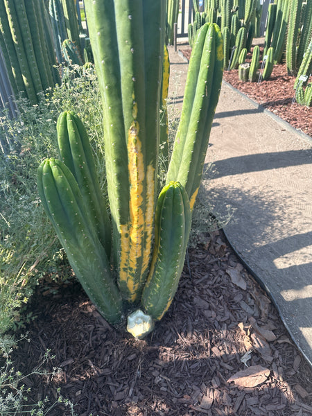 T pach "Green Leopard" [Variegated] (14” Multi-Tip Cutting)