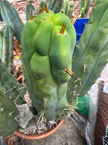 T bridge "Bruce" (AUS) (10-11" MID cutting)
