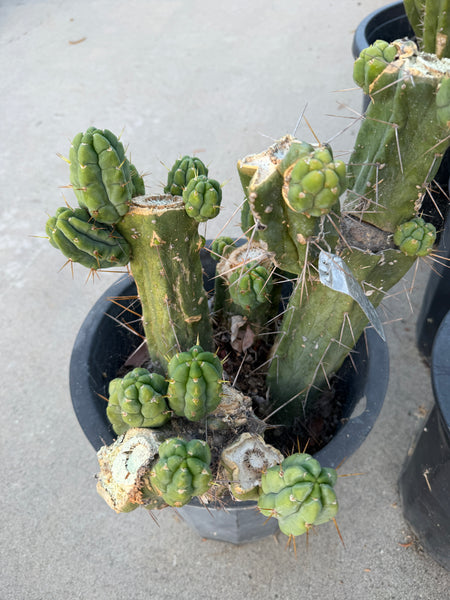 T bridge "Species C" aka “Unknown C” (Featured in Trout’s Notes) (Large Mother Plant Well-Rooted in 5.5 gal pot)