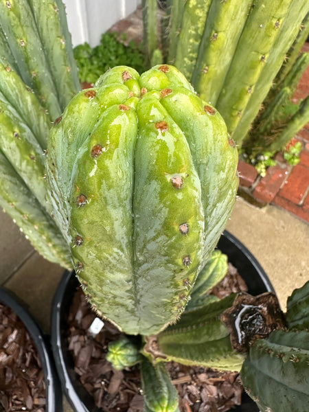 T pach ”Field’s” OP (Open Pollinated) SEED