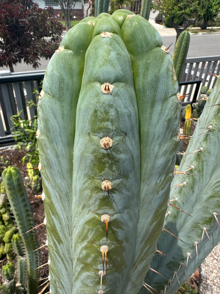 T peru (Ivan x Sharxx) “Grandma Betty” (8.5” Tip cut) (Rarely offered)