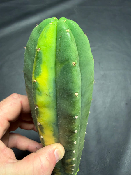T pach "Green Leopard" [Variegated] (12" Tip Cut)