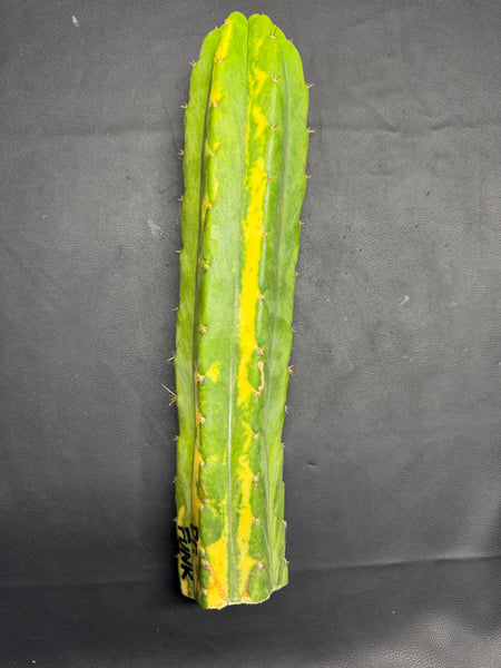 T “Dr Funkenstein" (13” Tip Cutting)