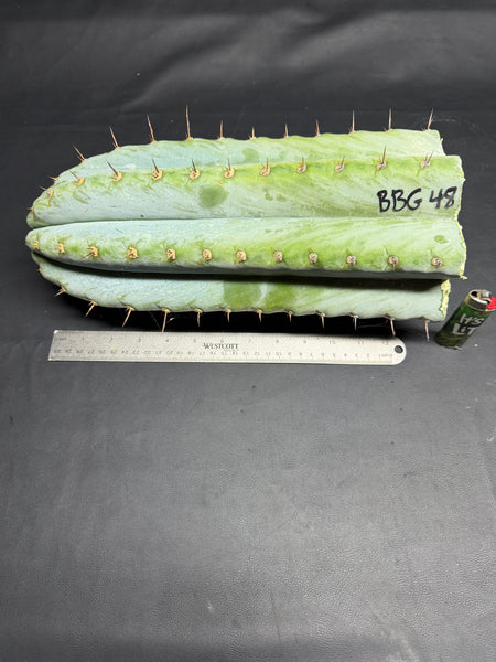 T peru "BBG 48.1540" (13" Tip Cutting) (Fatter than usual)