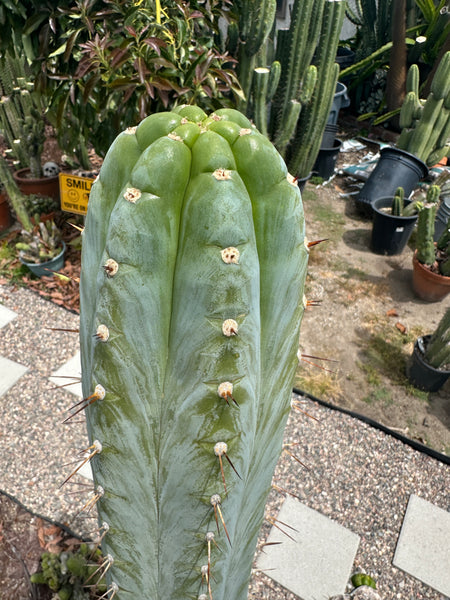 T peru (Ivan x Sharxx) “Grandma Betty” (8.5” Tip cut) (Rarely offered)