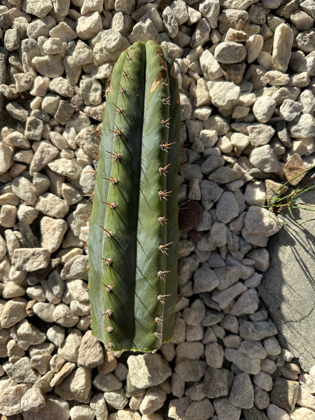 T peru “Verne’s Glaucous” (11” Tip)