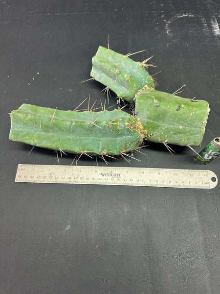 T bridge "Species C" aka “Unknown C” (Featured in Trout’s Notes) (11"+ Multi-branched MID)
