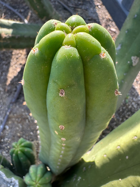 T pach "Legendary Matucana Pach" (LMP) (10-11” Tip cutting)