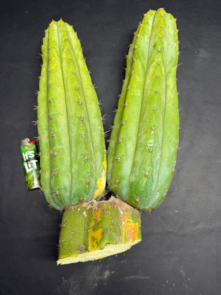 T pach "Buí Glas" (15” Multi-Tip Cutting)