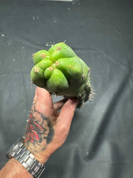 T pach "Campground" aka "Skip" (11.5” Tip cut)