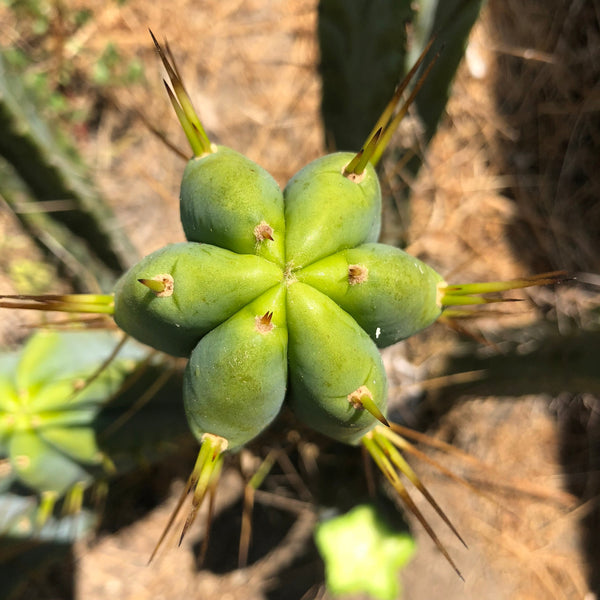 T bridge ”Lee” x T peru “Doc Ellis” SEED