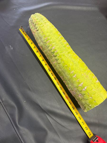 CSD (Obscenely Big) (19”, 9.8 lb Cutting) (Yes, this is the one from my socials)