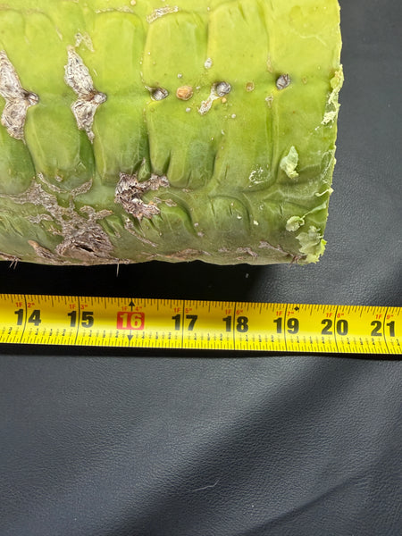 CSD (Obscenely Big) (19”, 9.8 lb Cutting) (Yes, this is the one from my socials)