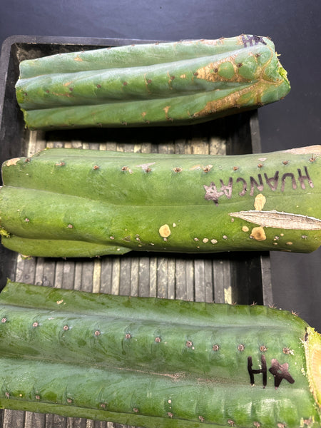 T pach "Huancabamba" (Star) (10-11” MID cuttings)