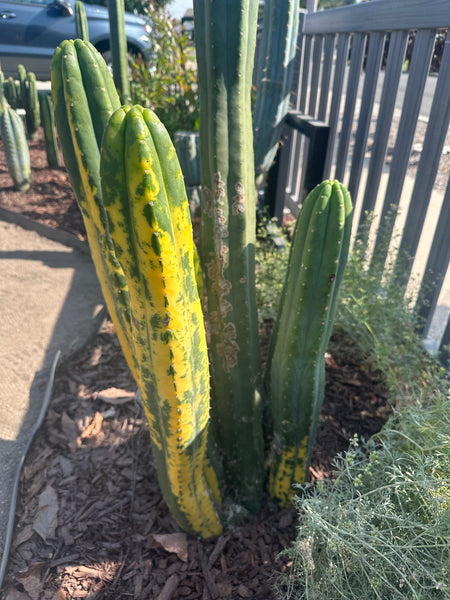 T pach "Green Leopard" [Variegated] (14” Multi-Tip Cutting)