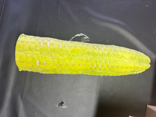 CSD (Obscenely Big) (19”, 9.8 lb Cutting) (Yes, this is the one from my socials)