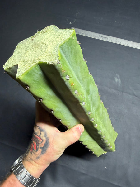 T peru "Shawty" (Icaro Pheno 4) (13" MID Cut) (Rarely Released!) (1)