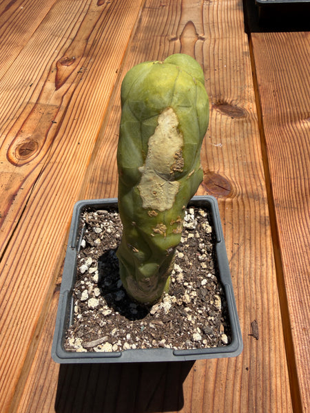 T bridge "Melted Wax" (Well Rooted in 5.5” pot) (2)