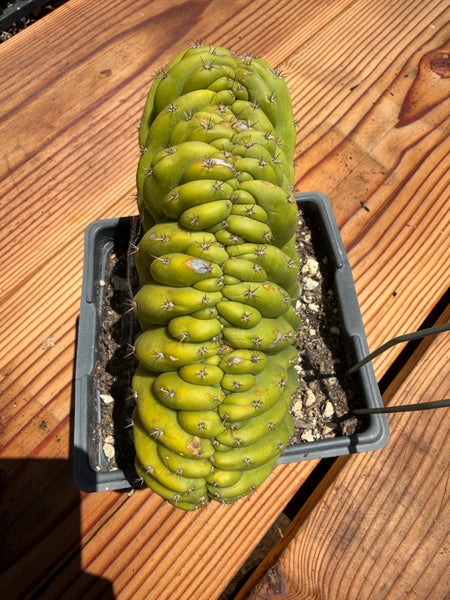 T pach Crest (Mutant) (Well Rooted in 5.5” pot)