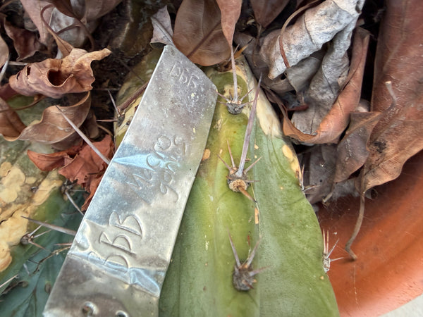 T macrogonus “BBB” (Large Mother Plant Well-Rooted in 5 Gal Pot)