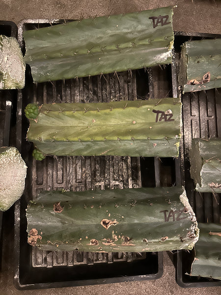 T bridge "Taz" (10-11" MID cuttings) (Slightly Beat Up, Discount Cuts)