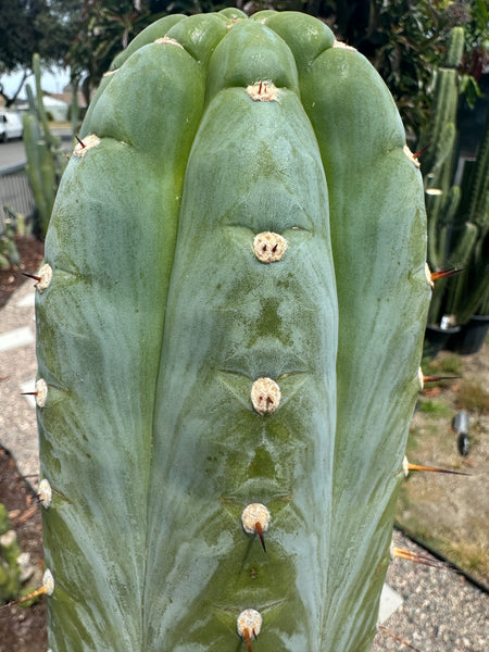T peru (Ivan x Sharxx) “Grandma Betty” (8.5” Tip cut) (Rarely offered)