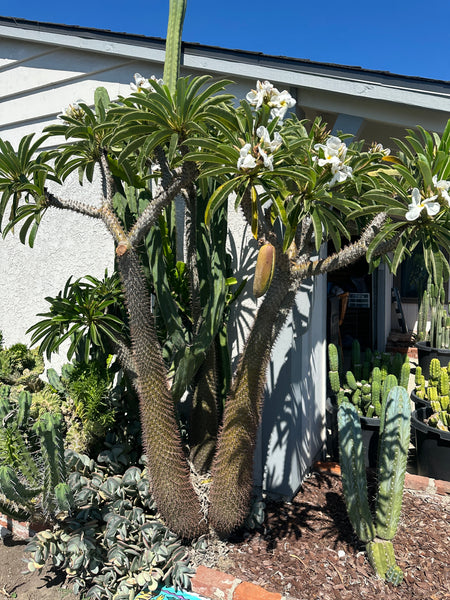 Madagascar Palm, Pachypodium lamerei (20 SEEDS)