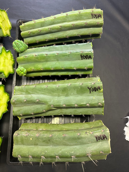 T pach "Yoda" (AUS) (10-11” MID cuttings) (FAT)