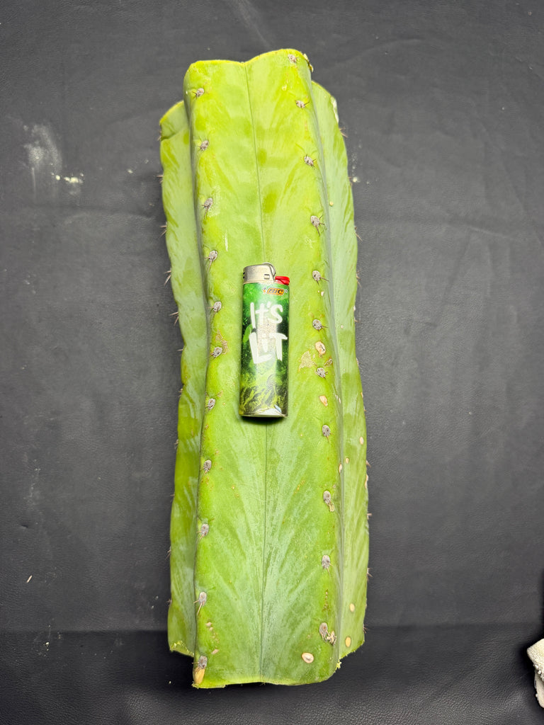 T peru "Shawty" (Icaro Pheno 4) (13" MID Cut) (Rarely Released!) (2)