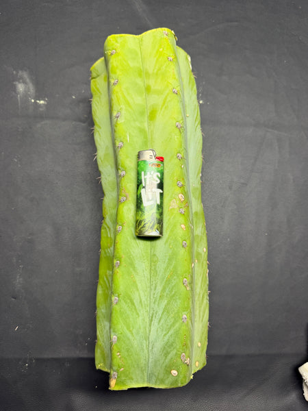 T peru "Shawty" (Icaro Pheno 4) (13" MID Cut) (Rarely Released!) (2)