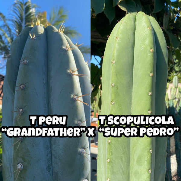 T peru “Grandfather” x T  scopulicola “Super Pedr0” SEEDS